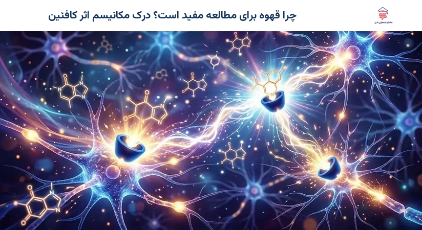 چرا قهوه برای مطالعه مفید است؟ درک مکانیسم اثر کافئین